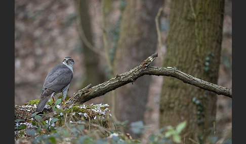 Habicht (Accipiter gentilis)