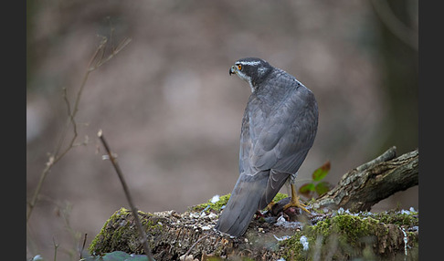 Habicht (Accipiter gentilis)