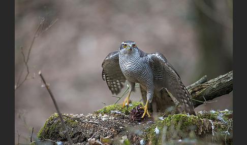 Habicht (Accipiter gentilis)