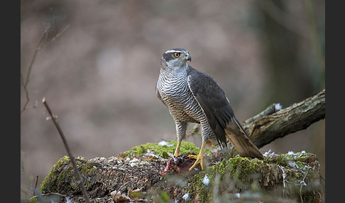 Habicht (Accipiter gentilis)