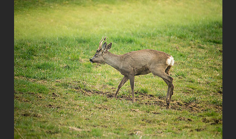 Rehwild (Capreolus capreolus)