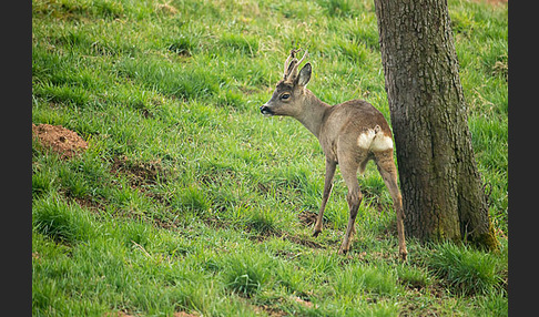 Rehwild (Capreolus capreolus)