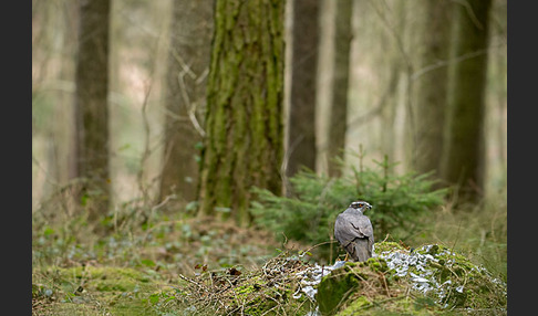 Habicht (Accipiter gentilis)