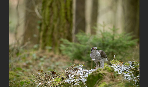 Habicht (Accipiter gentilis)