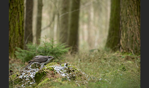 Habicht (Accipiter gentilis)