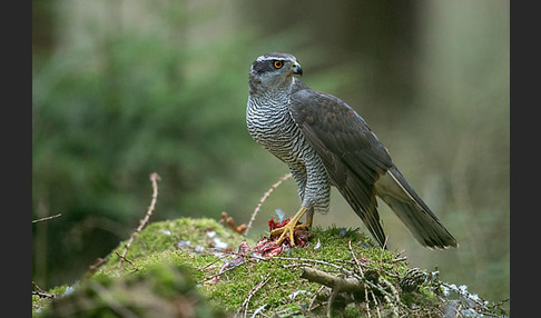 Habicht (Accipiter gentilis)