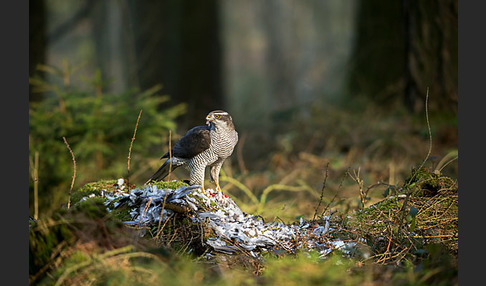 Habicht (Accipiter gentilis)