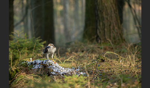 Habicht (Accipiter gentilis)