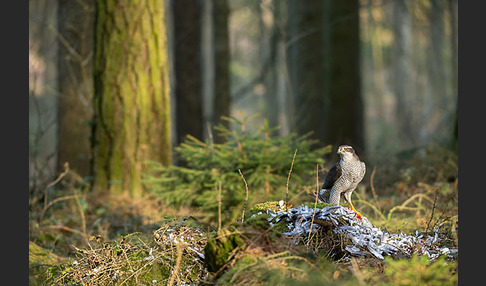 Habicht (Accipiter gentilis)