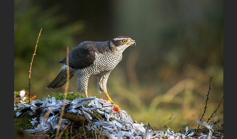 Habicht (Accipiter gentilis)