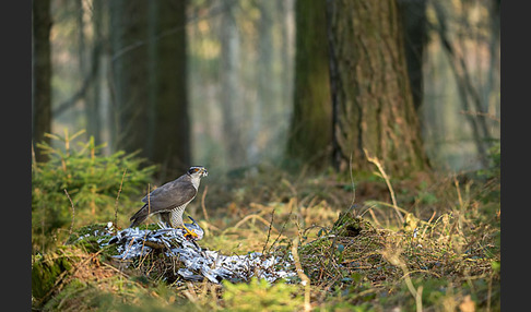 Habicht (Accipiter gentilis)