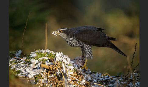 Habicht (Accipiter gentilis)