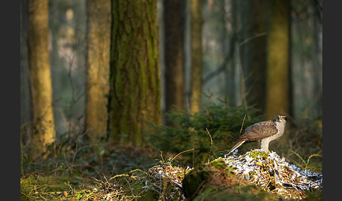 Habicht (Accipiter gentilis)