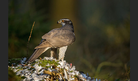 Habicht (Accipiter gentilis)