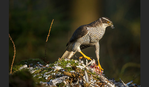 Habicht (Accipiter gentilis)