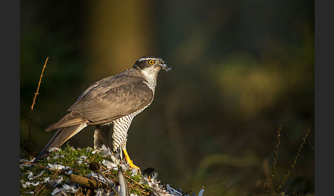 Habicht (Accipiter gentilis)