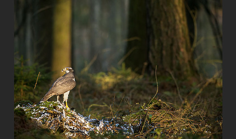 Habicht (Accipiter gentilis)