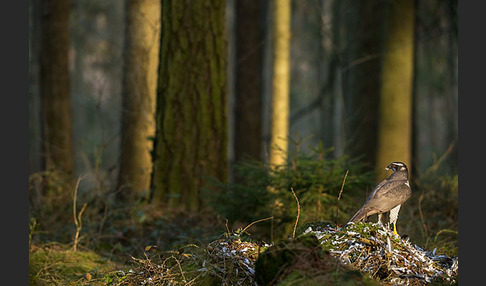 Habicht (Accipiter gentilis)