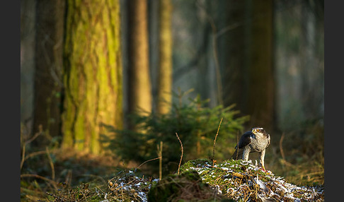 Habicht (Accipiter gentilis)