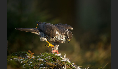 Habicht (Accipiter gentilis)