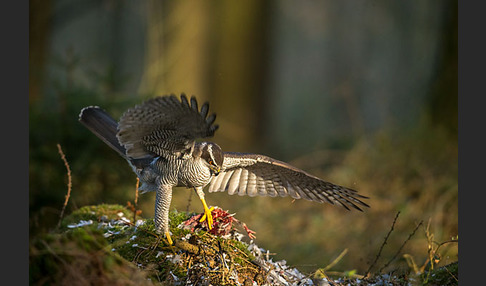 Habicht (Accipiter gentilis)