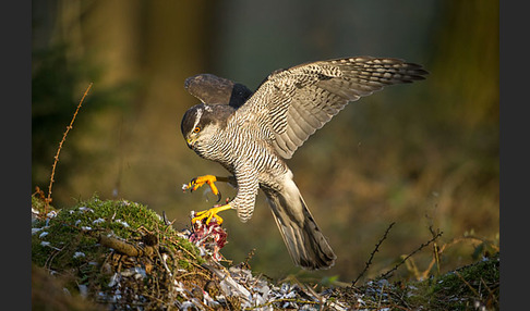 Habicht (Accipiter gentilis)