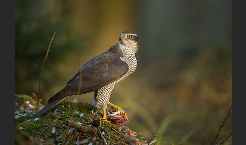 Habicht (Accipiter gentilis)