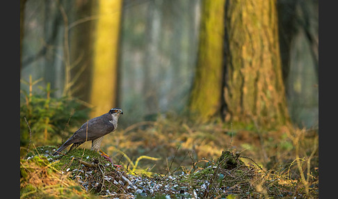 Habicht (Accipiter gentilis)