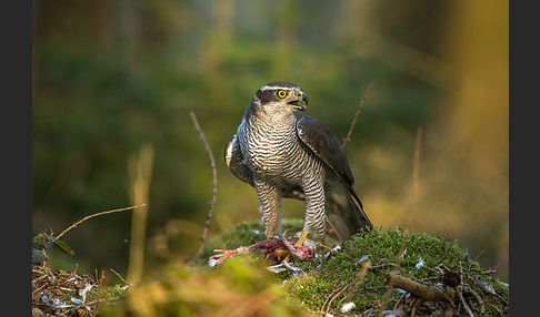 Habicht (Accipiter gentilis)