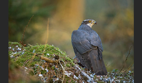 Habicht (Accipiter gentilis)