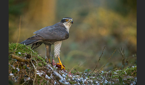 Habicht (Accipiter gentilis)