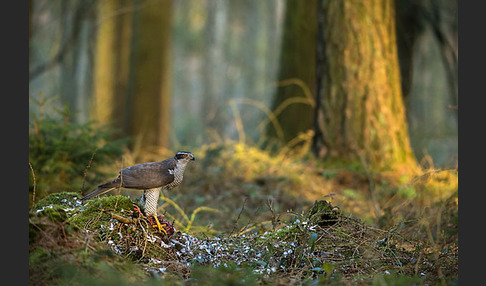 Habicht (Accipiter gentilis)