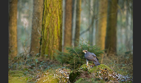 Habicht (Accipiter gentilis)