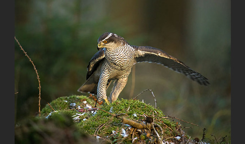 Habicht (Accipiter gentilis)