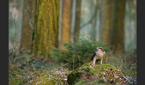 Habicht (Accipiter gentilis)