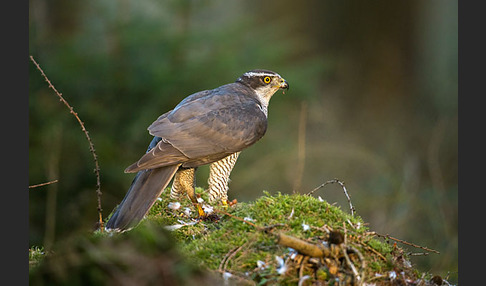 Habicht (Accipiter gentilis)