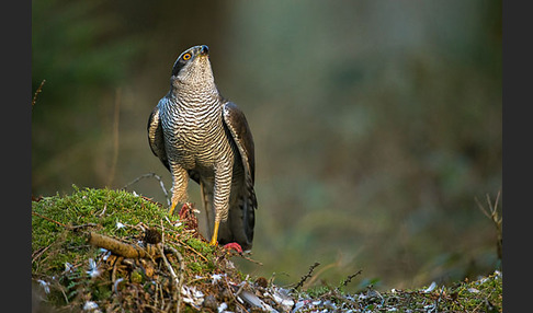 Habicht (Accipiter gentilis)