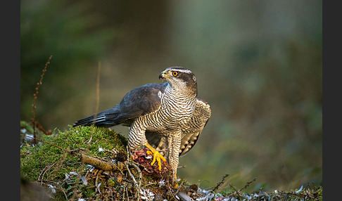 Habicht (Accipiter gentilis)