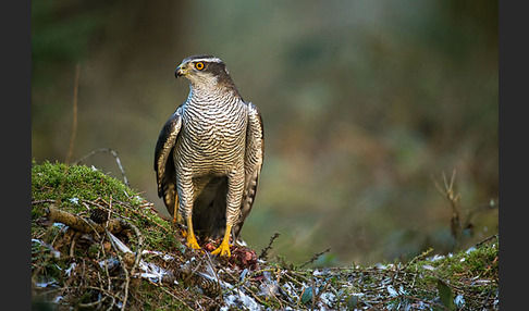 Habicht (Accipiter gentilis)