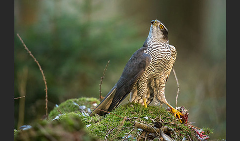 Habicht (Accipiter gentilis)