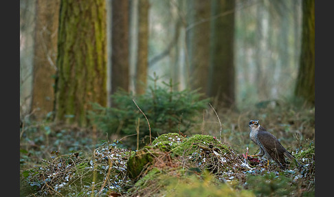 Habicht (Accipiter gentilis)