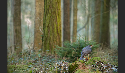 Habicht (Accipiter gentilis)