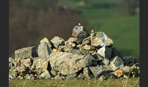 Steinschmätzer (Oenanthe oenanthe)