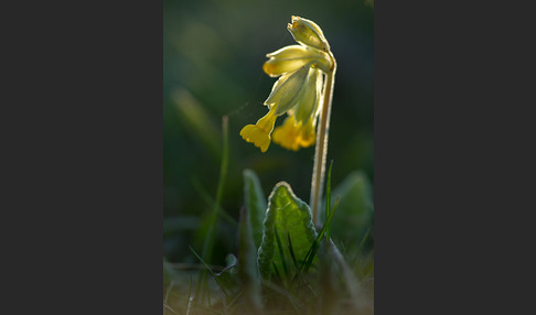 Wiesen-Schlüsselblume (Primula veris)