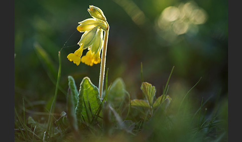 Wiesen-Schlüsselblume (Primula veris)