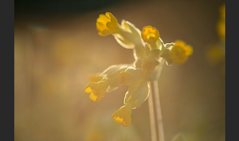 Wiesen-Schlüsselblume (Primula veris)