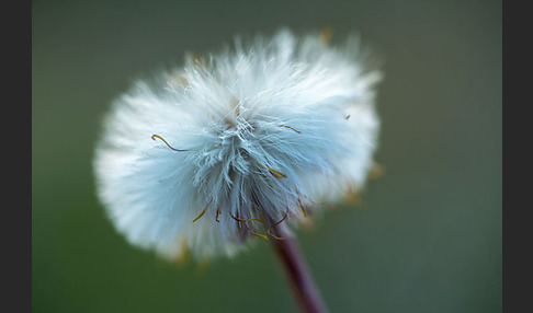 Huflattich (Tussilago farfara)