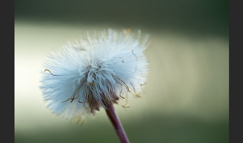 Huflattich (Tussilago farfara)