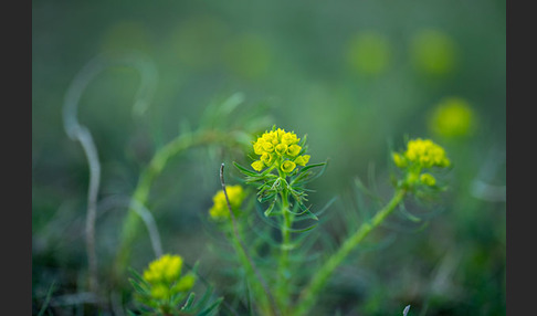 Zypressen-Wolfsmilch (Euphorbia cyparissias)