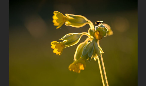 Wiesen-Schlüsselblume (Primula veris)